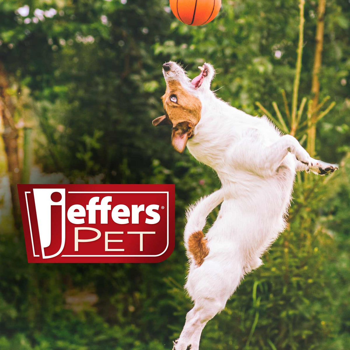 Jeffers (pets)